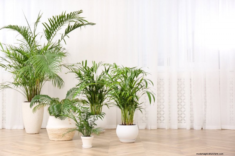 11 Proven Strategies to Keep Indoor Palms Lush and Healthy Year‑Round