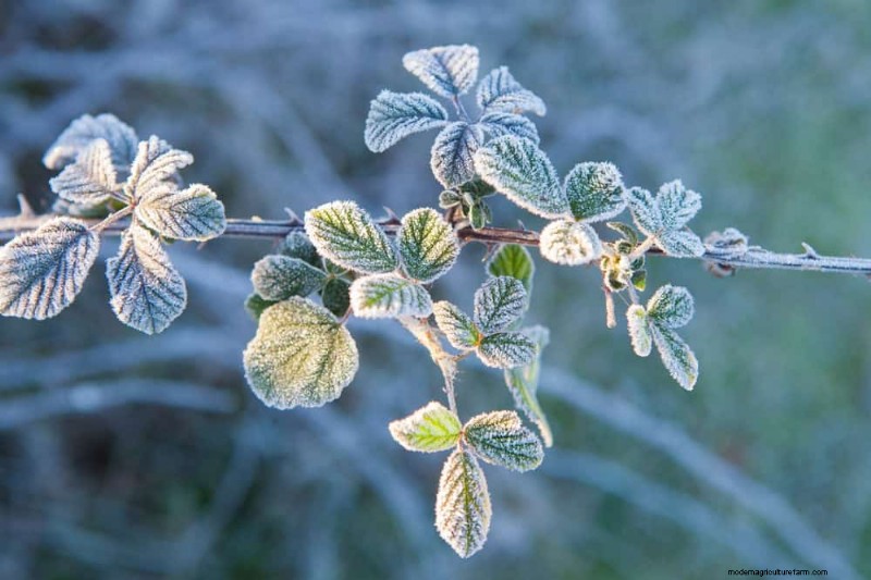 Expert Guide: 11 Proven Strategies to Protect Plants from Winter Shock