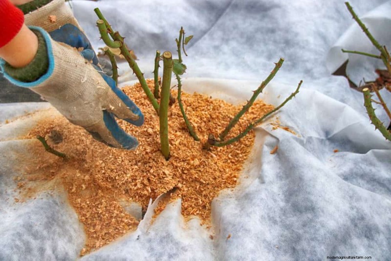 Expert Guide: 11 Proven Strategies to Protect Plants from Winter Shock