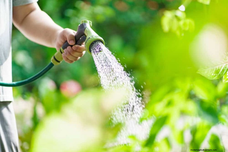 Expert Guide: 11 Proven Strategies to Protect Plants from Winter Shock