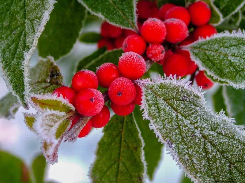 Expert Guide: 11 Proven Strategies to Protect Plants from Winter Shock