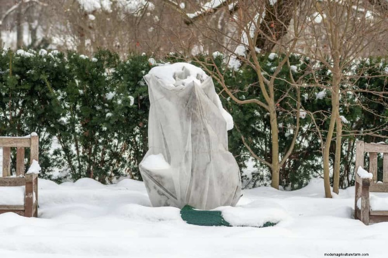 Expert Guide: 11 Proven Strategies to Protect Plants from Winter Shock