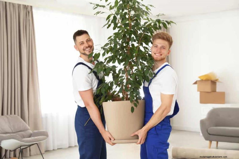 Expert Guide: 11 Proven Strategies to Protect Plants from Winter Shock