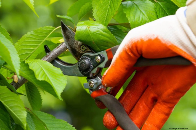 Expert Guide: 11 Proven Strategies to Protect Plants from Winter Shock