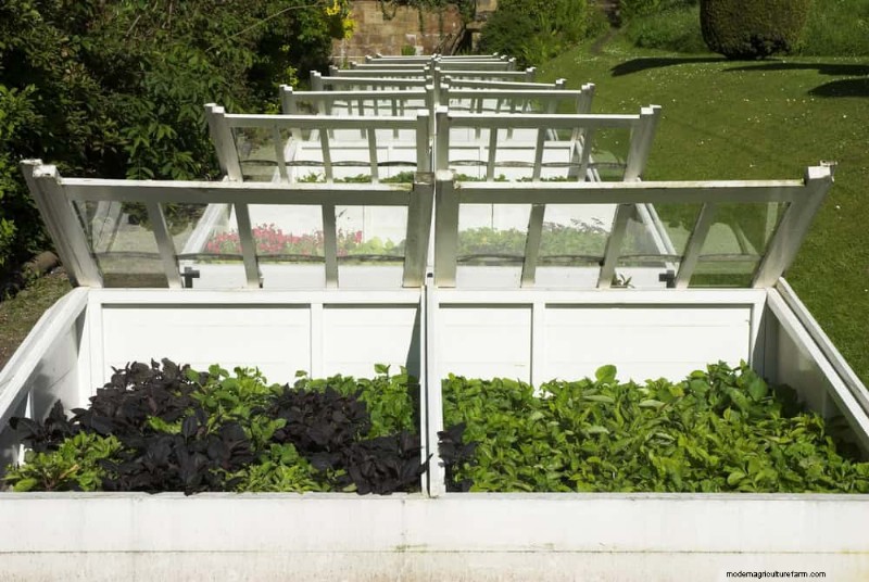 Expert Guide: 11 Proven Strategies to Protect Plants from Winter Shock