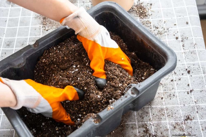 Expert Guide: 11 Proven Strategies to Protect Plants from Winter Shock