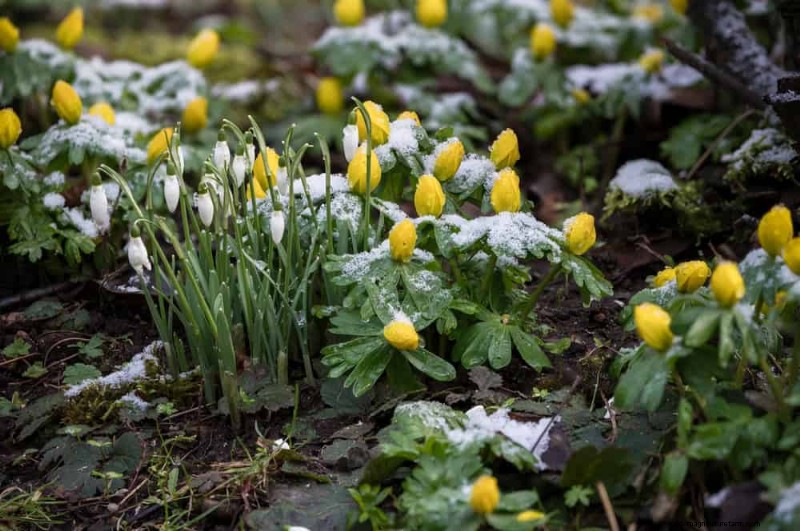 Expert Guide: 11 Proven Strategies to Protect Plants from Winter Shock