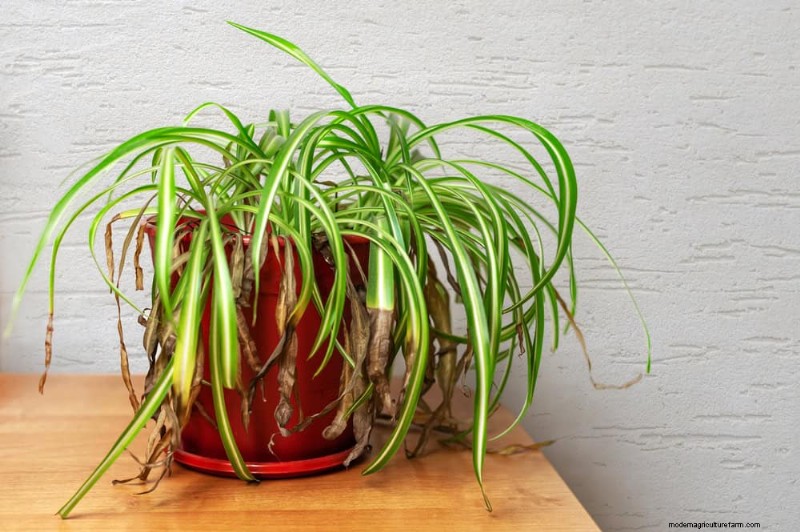 Eliminate Brown Tips on Your Spider Plant: 13 Proven Care Tips