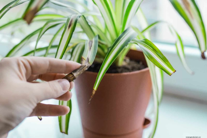 Eliminate Brown Tips on Your Spider Plant: 13 Proven Care Tips