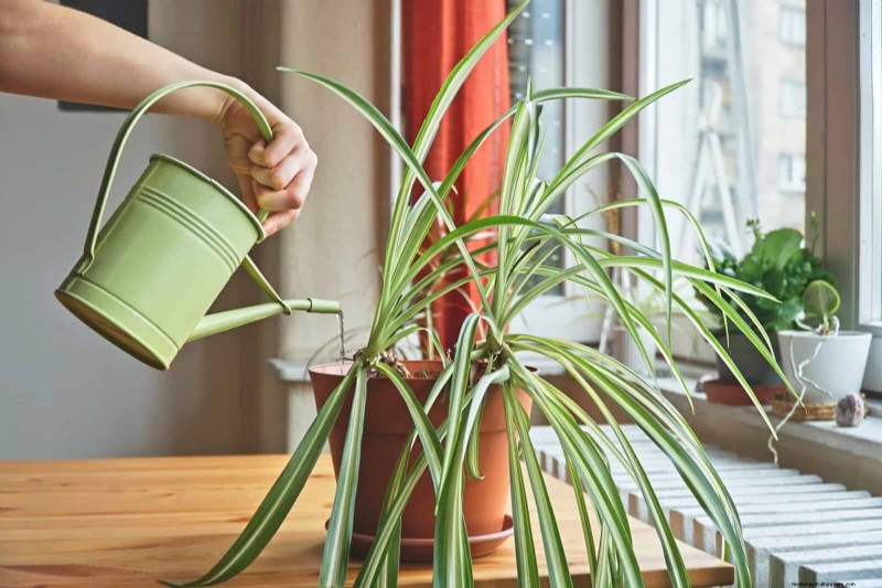 Eliminate Brown Tips on Your Spider Plant: 13 Proven Care Tips