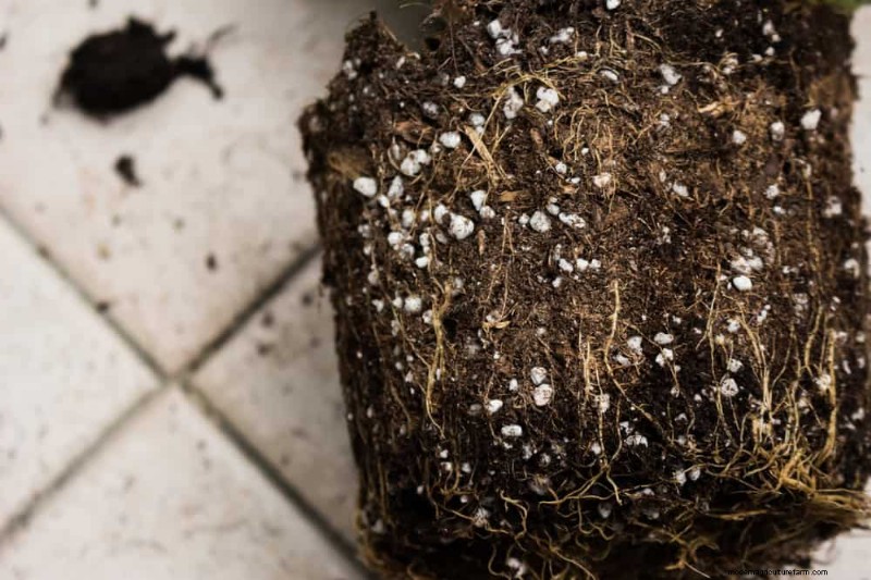 Eliminate Brown Tips on Your Spider Plant: 13 Proven Care Tips