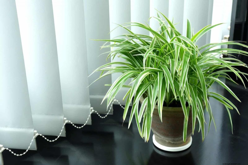 Eliminate Brown Tips on Your Spider Plant: 13 Proven Care Tips