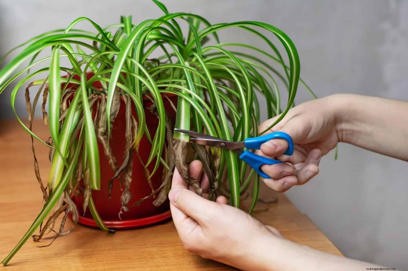 Eliminate Brown Tips on Your Spider Plant: 13 Proven Care Tips