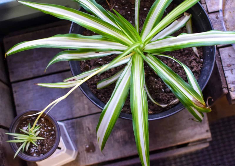 Eliminate Brown Tips on Your Spider Plant: 13 Proven Care Tips
