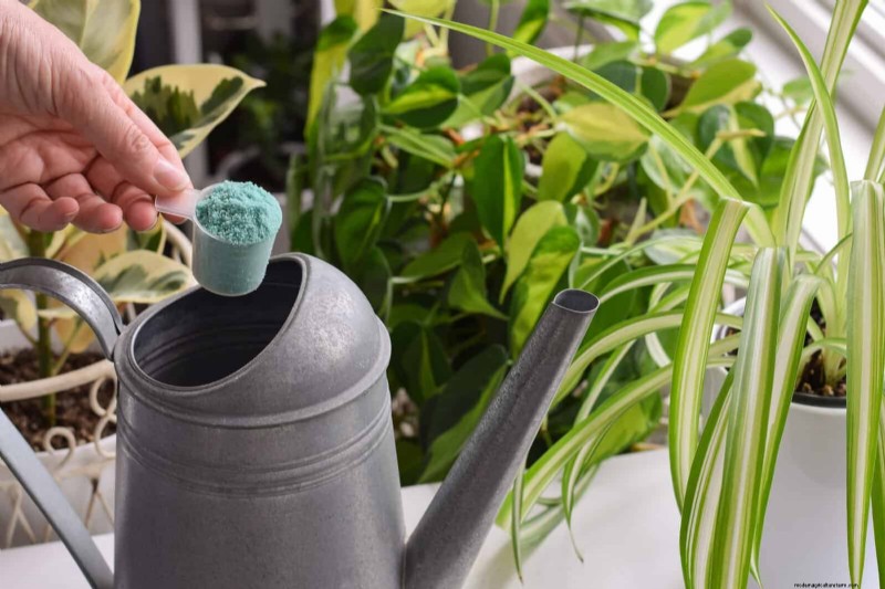 Eliminate Brown Tips on Your Spider Plant: 13 Proven Care Tips