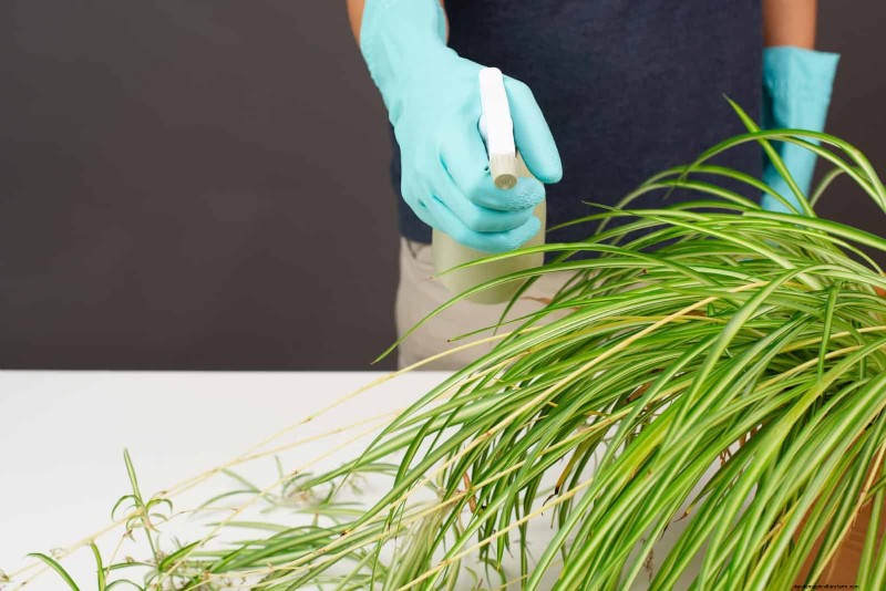 Eliminate Brown Tips on Your Spider Plant: 13 Proven Care Tips