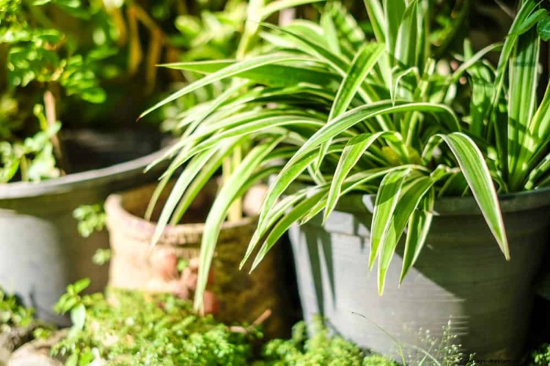 Eliminate Brown Tips on Your Spider Plant: 13 Proven Care Tips