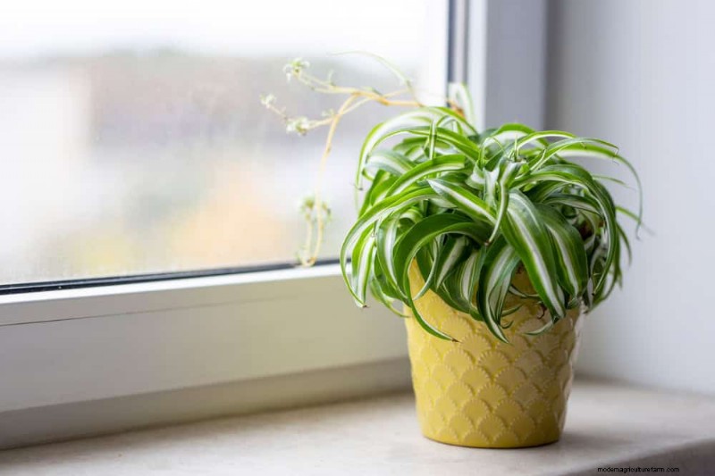Eliminate Brown Tips on Your Spider Plant: 13 Proven Care Tips