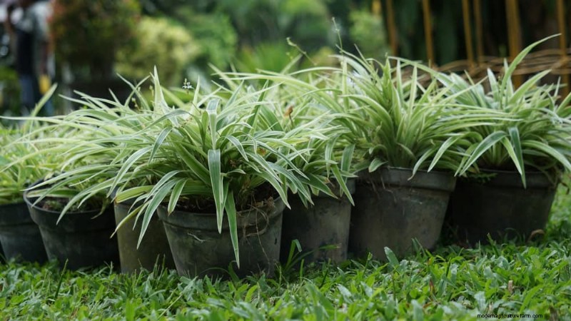 Eliminate Brown Tips on Your Spider Plant: 13 Proven Care Tips