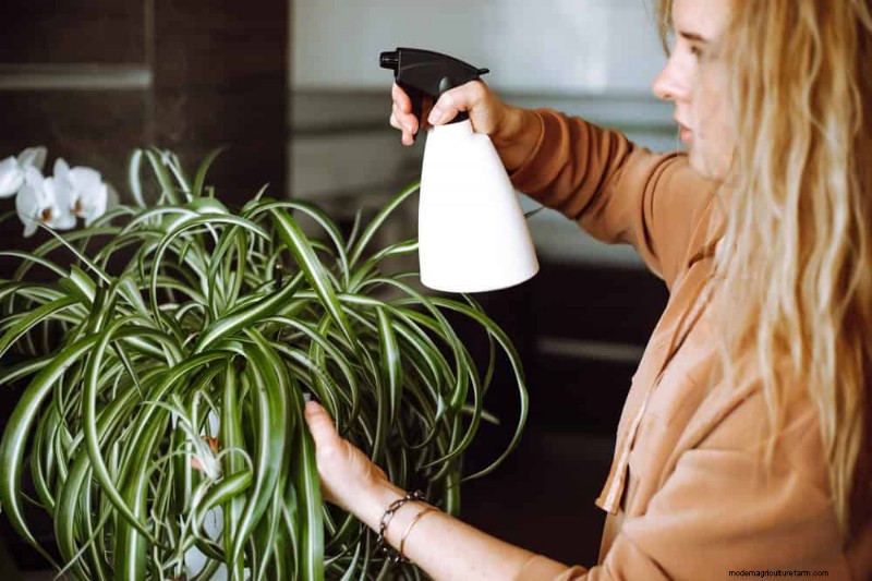Eliminate Brown Tips on Your Spider Plant: 13 Proven Care Tips