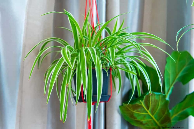 Eliminate Brown Tips on Your Spider Plant: 13 Proven Care Tips