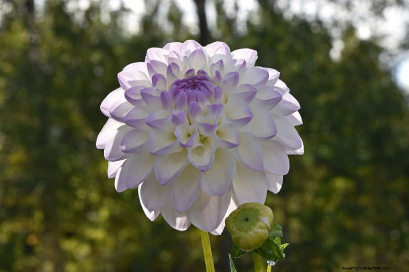 21 Elegant White Flowers to Elevate Your Spring Garden