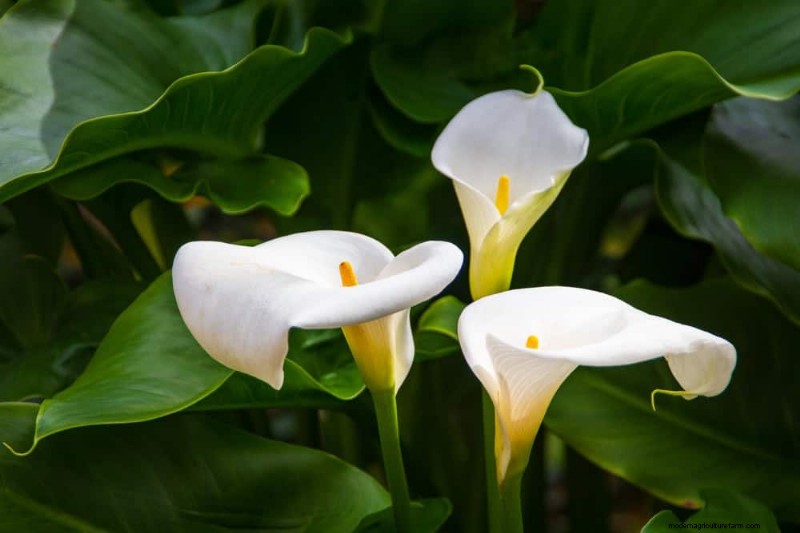 21 Elegant White Flowers to Elevate Your Spring Garden