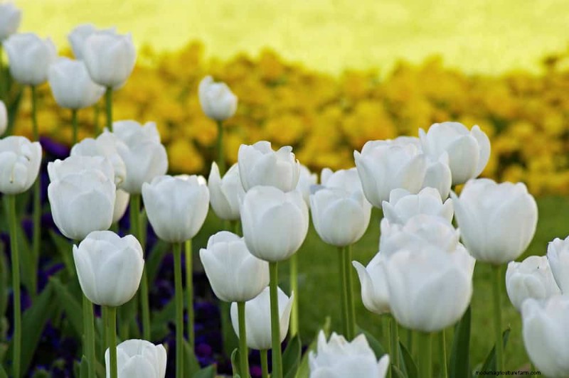 21 Elegant White Flowers to Elevate Your Spring Garden