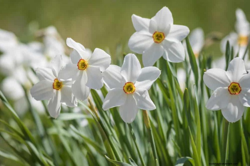 21 Elegant White Flowers to Elevate Your Spring Garden