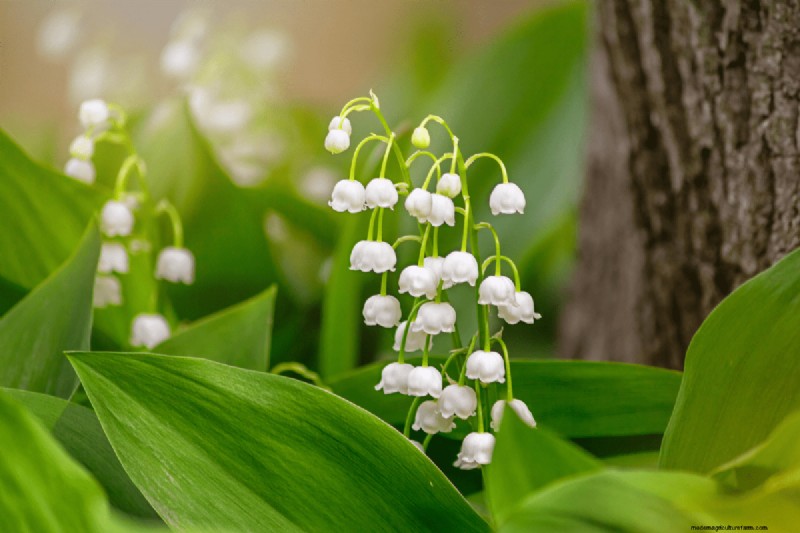 21 Elegant White Flowers to Elevate Your Spring Garden