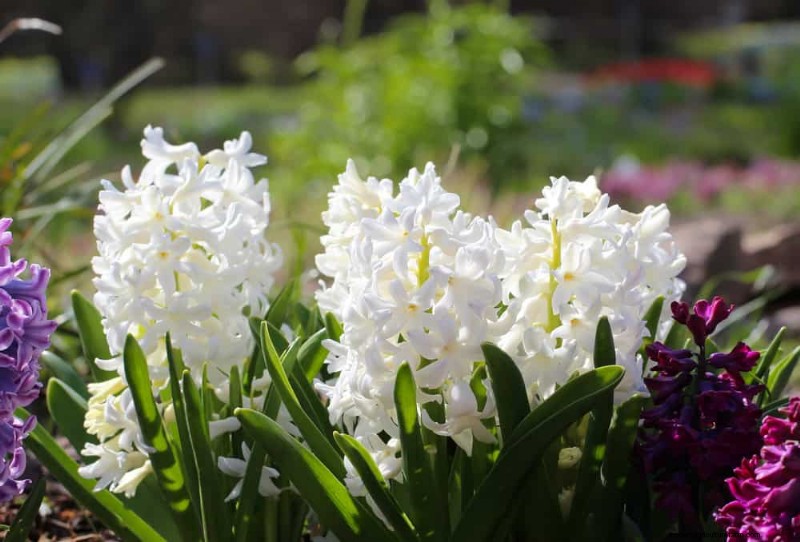 21 Elegant White Flowers to Elevate Your Spring Garden