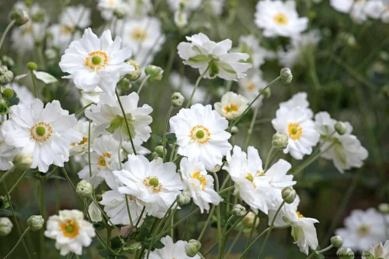 21 Elegant White Flowers to Elevate Your Spring Garden