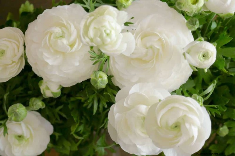 21 Elegant White Flowers to Elevate Your Spring Garden
