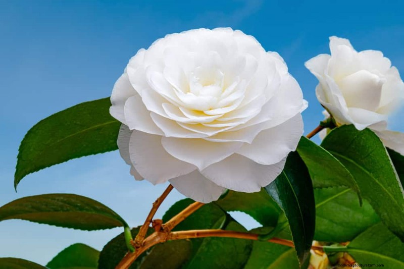 21 Elegant White Flowers to Elevate Your Spring Garden