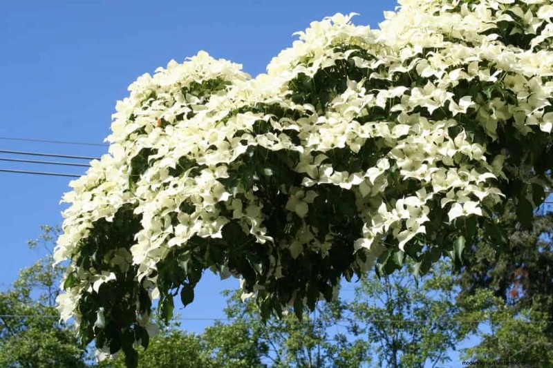 21 Elegant White Flowers to Elevate Your Spring Garden