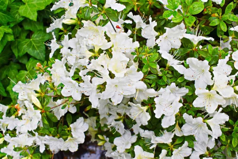 21 Elegant White Flowers to Elevate Your Spring Garden