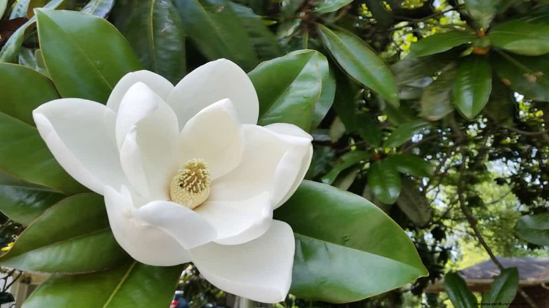 21 Elegant White Flowers to Elevate Your Spring Garden