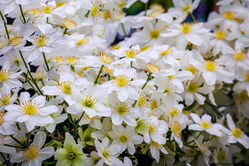 21 Elegant White Flowers to Elevate Your Spring Garden