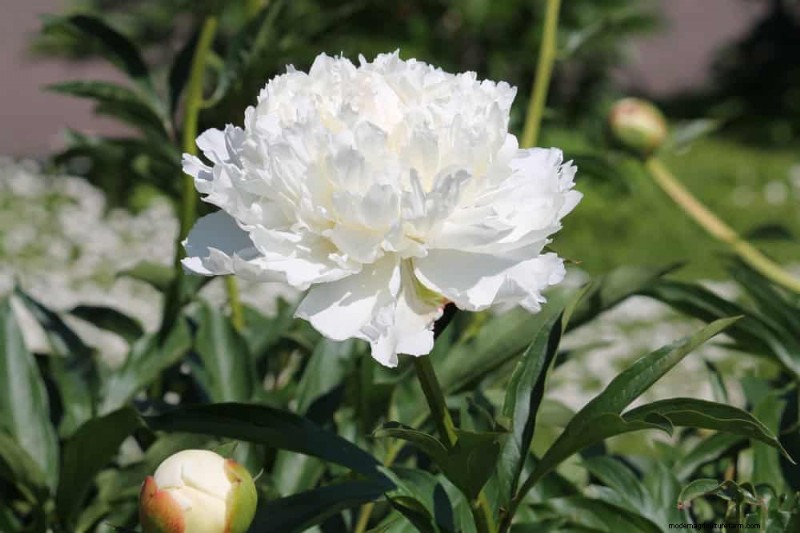 21 Elegant White Flowers to Elevate Your Spring Garden