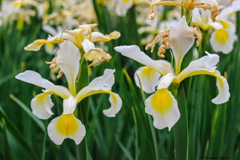 21 Elegant White Flowers to Elevate Your Spring Garden