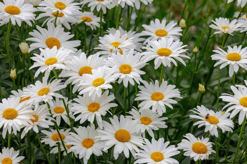 21 Elegant White Flowers to Elevate Your Spring Garden