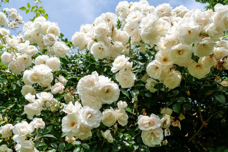 21 Elegant White Flowers to Elevate Your Spring Garden