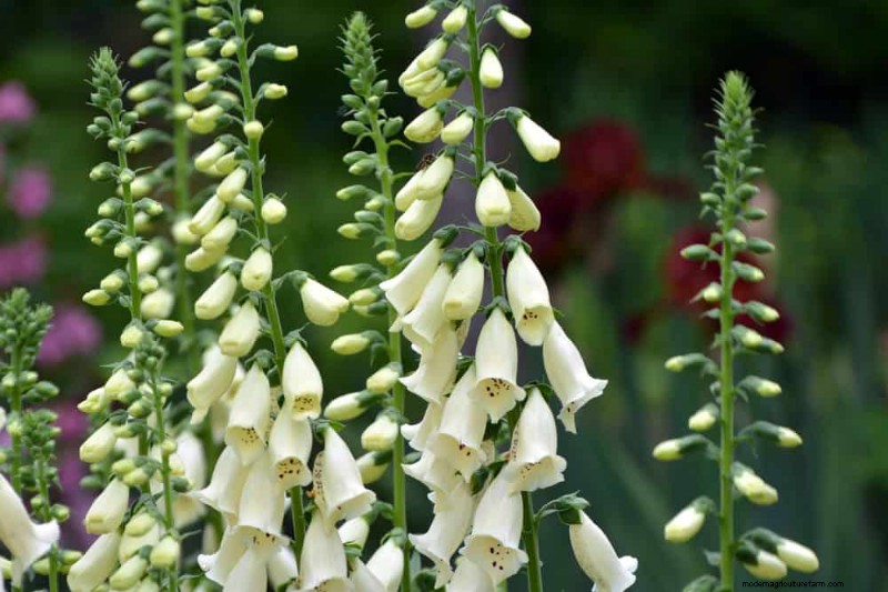 21 Elegant White Flowers to Elevate Your Spring Garden