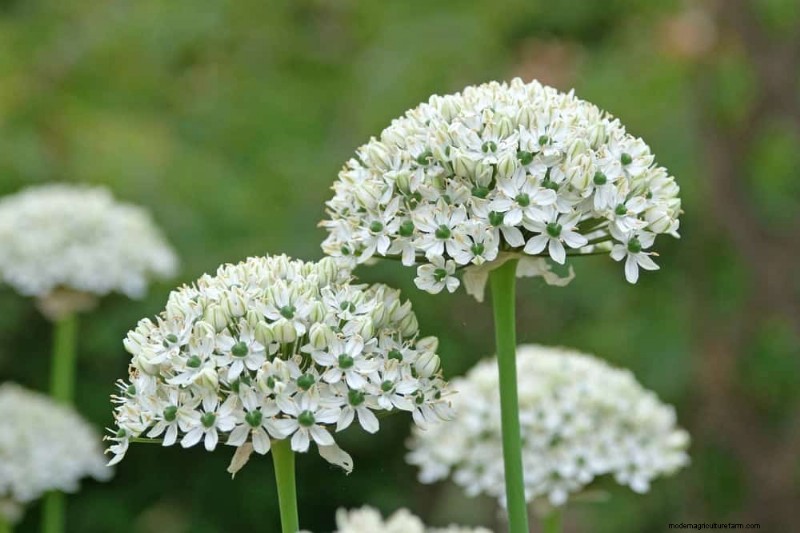 21 Elegant White Flowers to Elevate Your Spring Garden