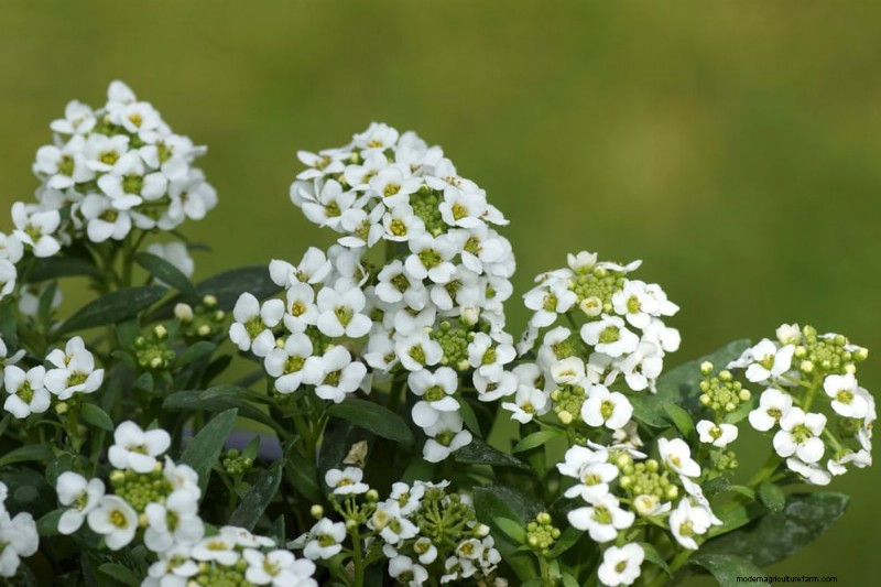 21 Elegant White Flowers to Elevate Your Spring Garden