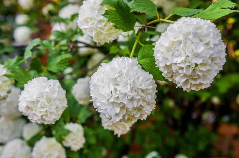 21 Elegant White Flowers to Elevate Your Spring Garden