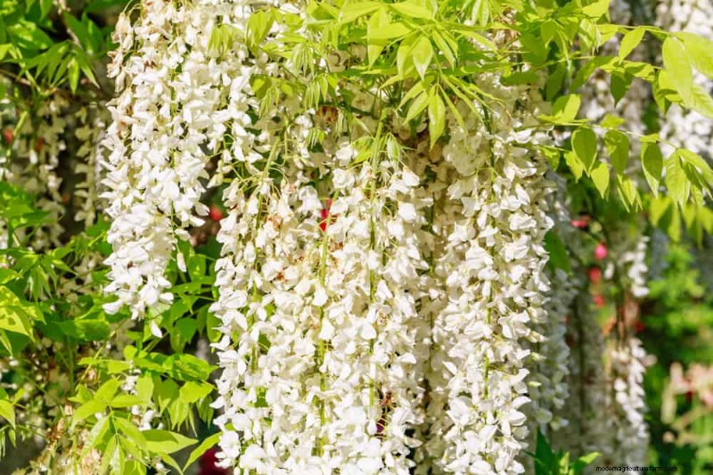 21 Elegant White Flowers to Elevate Your Spring Garden