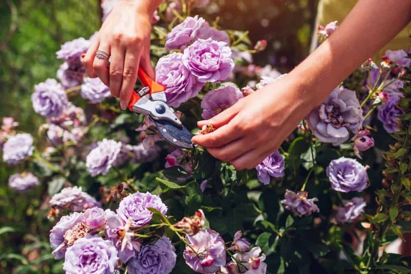 21 Must‑See Purple Blooms to Elevate Your Spring Garden