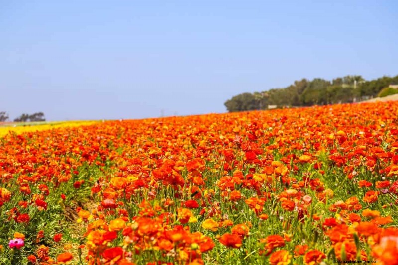 12 Orange Flowers That Will Transform Your Garden