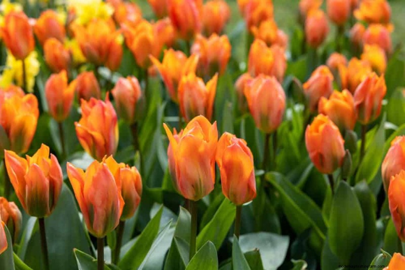 12 Orange Flowers That Will Transform Your Garden